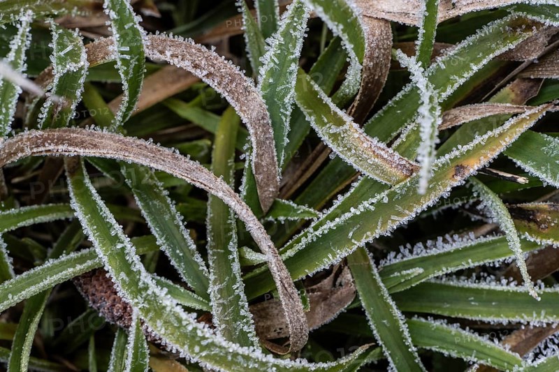 Hairy wood-rush (Luzula pilosa) in hoar frost, Emsland, Lower Saxony, Germany