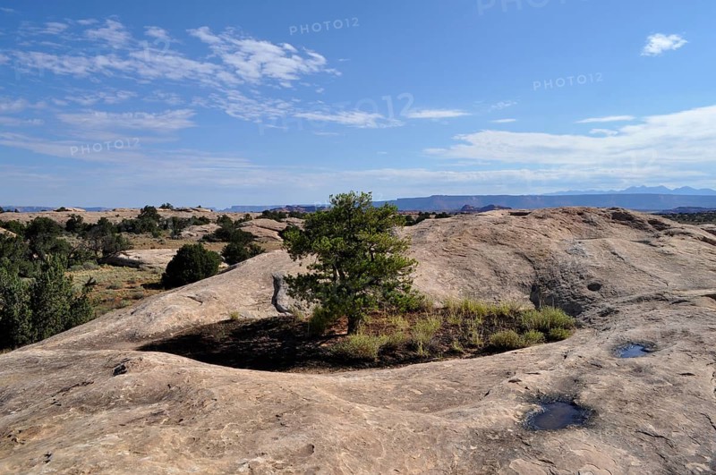 A single tree grows between rocks under a blue sky with few clouds, Canyonlands National Park, Utah, USA