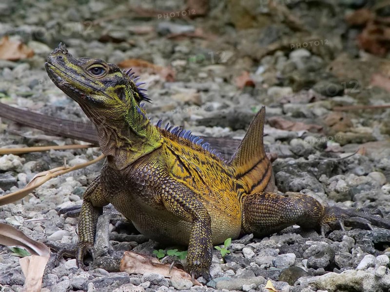 Philippine sailfin lizard (Hydrosaurus pustulatus), Bohol, Philippines
