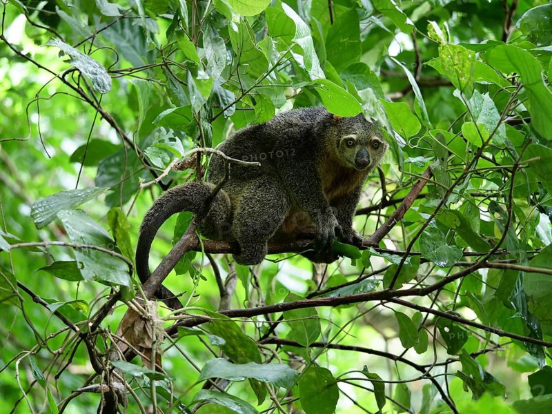 Sulawesi cuscus (Strigocuscus celebensis) sitting in the bush, Tangkoko National Park, Sulawesi