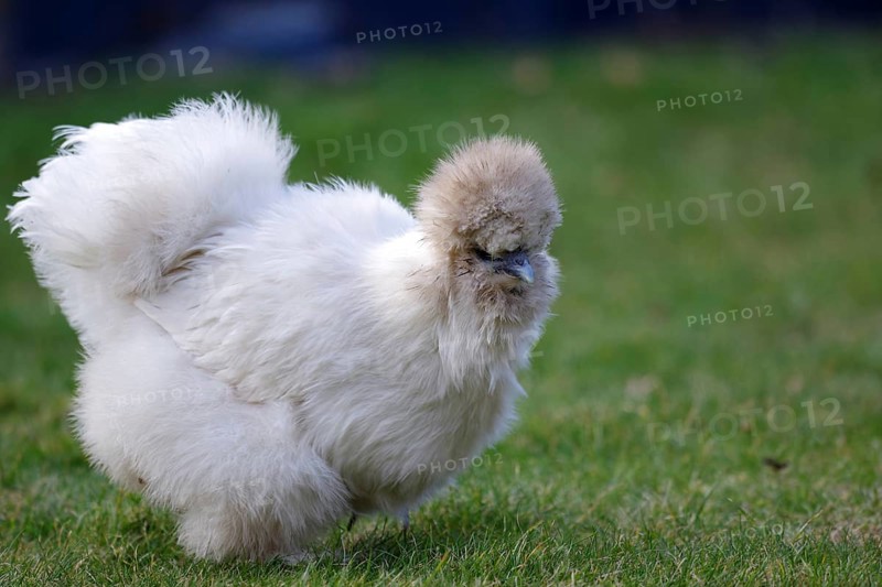 Domestic fowl (Gallus gallus domesticus), white, grass, plumage