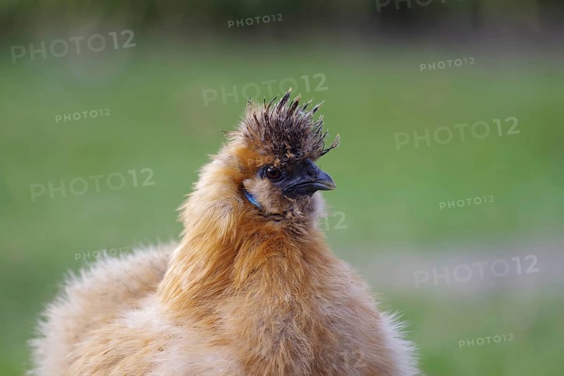 Domestic fowl (Gallus gallus domesticus), silky hen, brown, portrait, funny, outdoor keeping