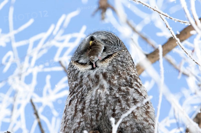 Great gray owl (strix nebulosa), Owl swallows a prey in a frost-covered forest, region of Center Quebec, Province of Quebec, Canada