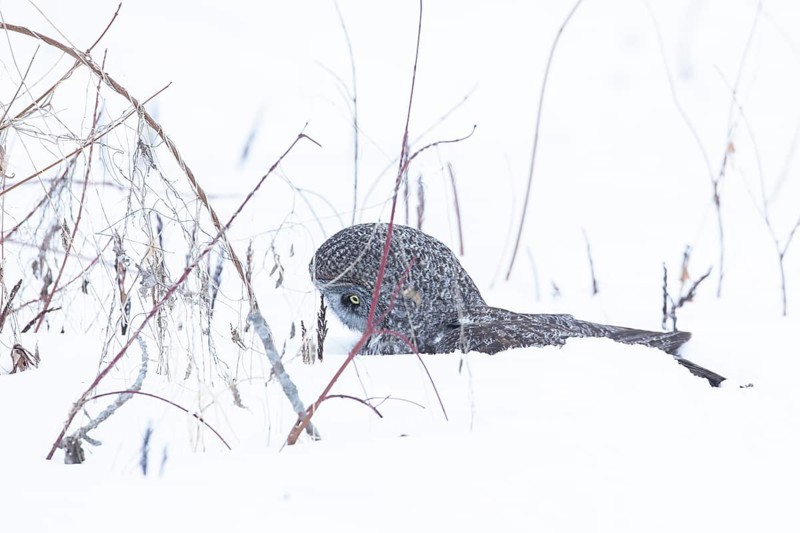 Great gray owl (strix nebulosa), Owl catches a prey under the snow, region of Center Quebec, Province of Quebec, Canada