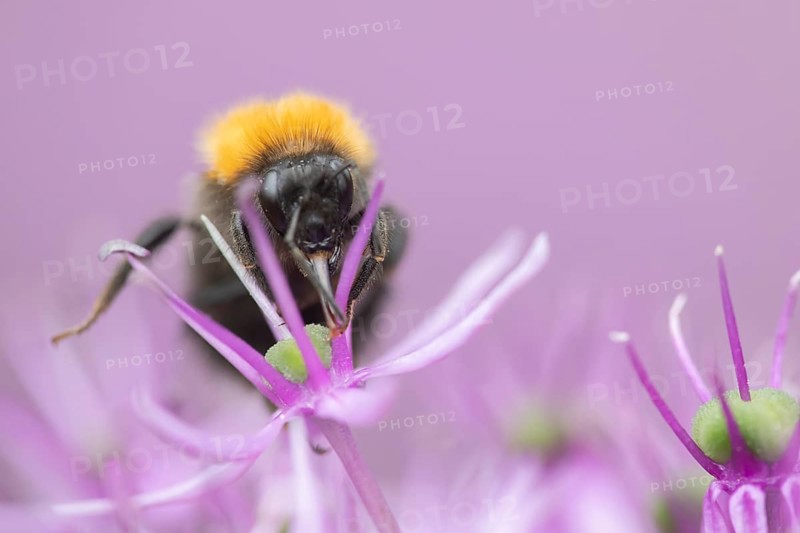 Tree bumblebee (Bombus hypnorum) adult bee insect feeding on a purple Allium flower in a garden in summer, Suffolk, England, United Kingdom