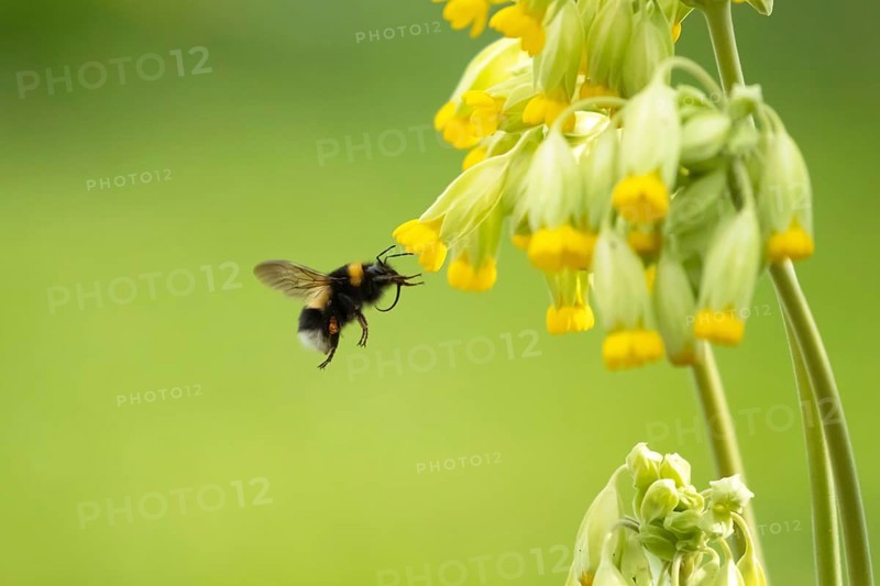 Buff-tailed bumblebee (Bombus terrestris) adult bee insect flying towards a flowering Cowslip flower in a garden in spring, Suffolk, England, United Kingdom