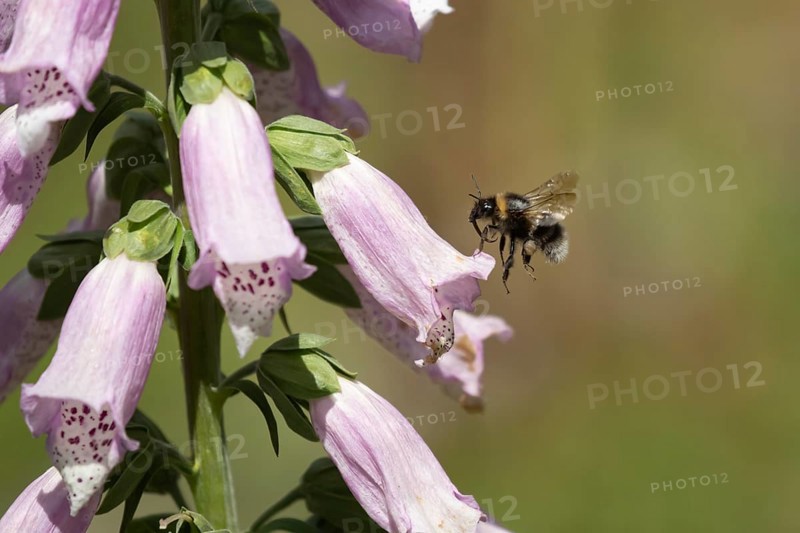 Buff tailed bumblebee (Bombus terrestris) adult bee insect flying to a purple foxglove flower in summer, Suffolk, England, United Kingdom