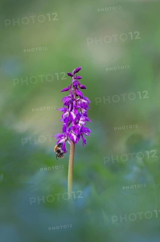 Common carder bumblebee (Bombus pascuorum) adult bee insect feeding on an Early purple orchid (Orchis mascula) flower in spring, Suffolk, England, United Kingdom