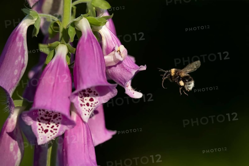 Buff tailed bumblebee (Bombus terrestris) adult bee insect flying towards a Foxglove flower in summer, Suffolk, England, United Kingdom