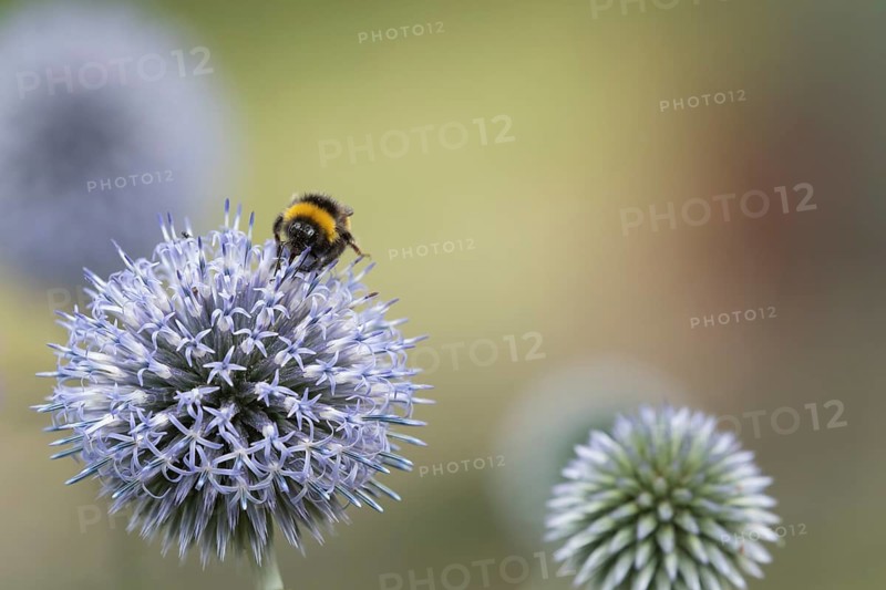 Buff tailed bumblebee (Bombus terrestris) adult bee insect feeding on a Globe thistle garden flower in summer, Suffolk, England, United Kingdom