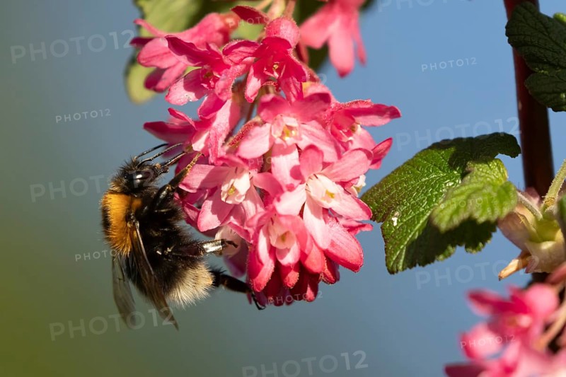 Buff tailed bumblebee (Bombus terrestris) adult bee insect feeding on garden flowering current bush flowers in spring, Suffolk, England, United Kingdom