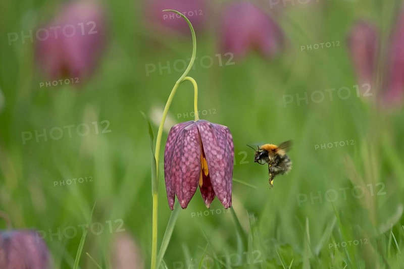 Common carder bumblebee (Bombus pascuorum) adult bee insect flying to a Snake's head fritillary (Fritillaria meleagris) flower in spring, Suffolk, England, United Kingdom