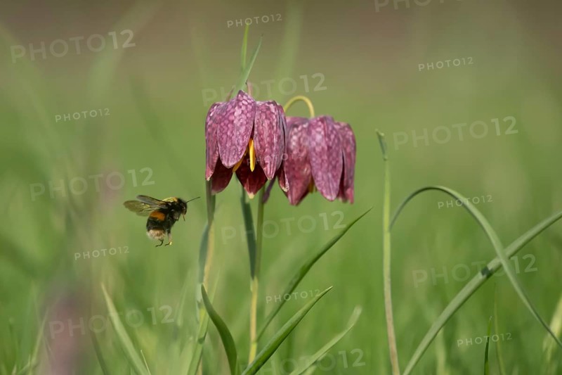Buff tailed bumblebee (Bombus terrestris) adult bee insect flying to a Snake's head fritillary (Fritillaria meleagris) flower in spring, Suffolk, England, United Kingdom