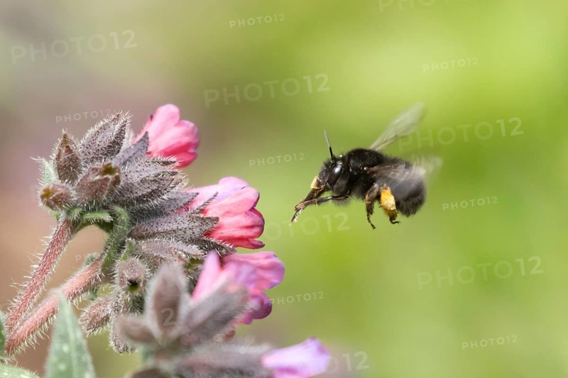 Ashy mining bee (Andrena cineraria) adult insect flying towards a garden flower in spring, Suffolk, England, United Kingdom