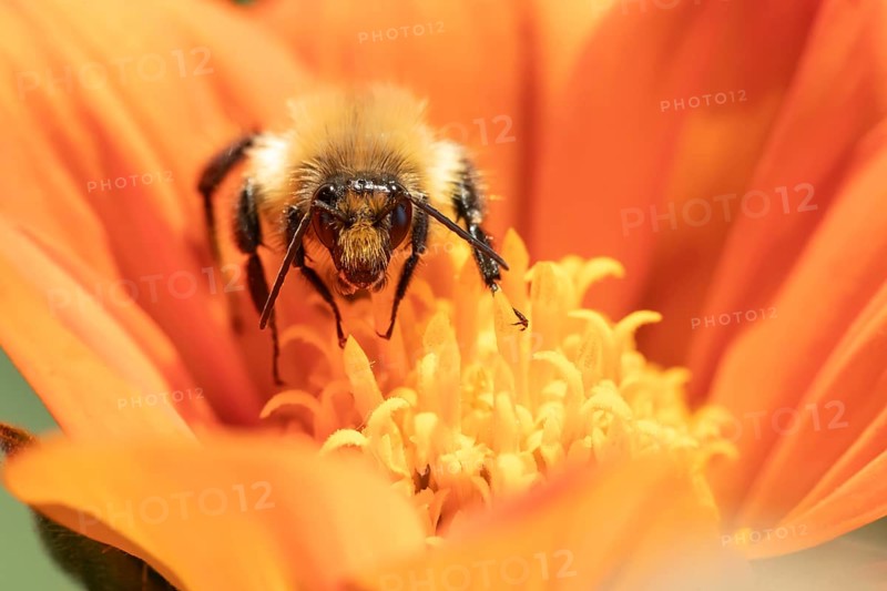 Common carder bumblebee (Bombus pascuorum) adult insect feeding on a garden Mexican sunflower (Tithonia spp) flower in summer, Suffolk, England, United Kingdom