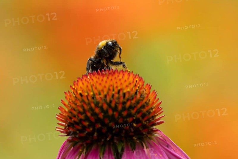 Buff tailed bumblebee (Bombus terrestris) adult bee insect on a garden Coneflower flower in summer, Suffolk, England, United Kingdom