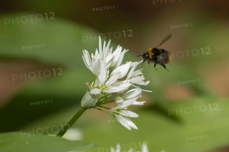 White tailed bumblebee (Bombus lucorum) adult bee insect in flight towards a Ransom wild garlic flower in spring Suffolk, England, United Kingdom