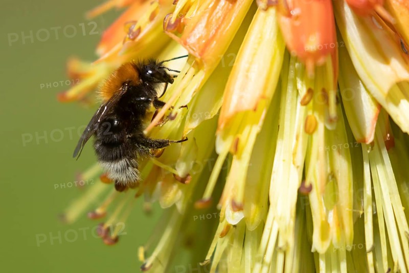 Tree bumblebee (Bombus hypnorum) adult bee insect feeding on a Red hot poker flower in a garden in summer, Suffolk, England, United Kingdom
