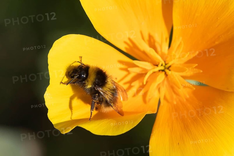 Buff tailed bumblebee (Bombus terrestris) adult bee insect on a garden orange Californian poppy flower in summer, Suffolk, England, United Kingdom