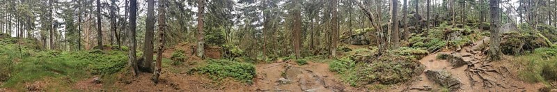 Panorama, a dense forest with rocks, moss and shades of gray in the natural environment, Franconian mountain trail, hiking in the Fichtelgebirge nature park Park