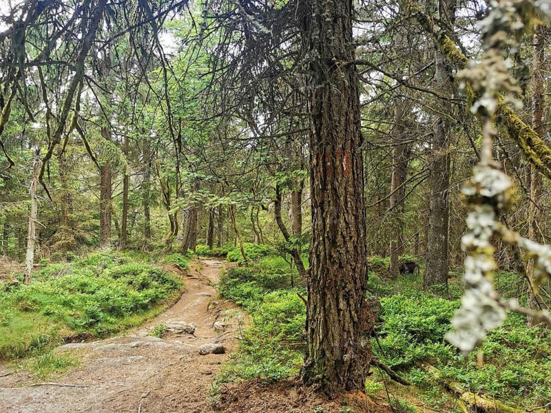 A quiet nature trail in the forest, surrounded by lush greenery and tree trunks, Franconian mountain trail, hiking in the Fichtelgebirge nature park Park