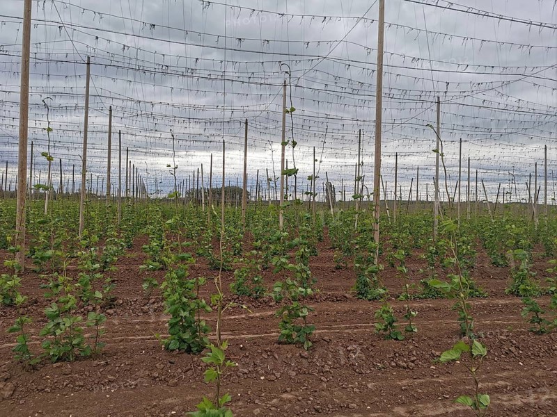 Rows of young hops (humulus) in a field under a cloudy sky, Czech Republic