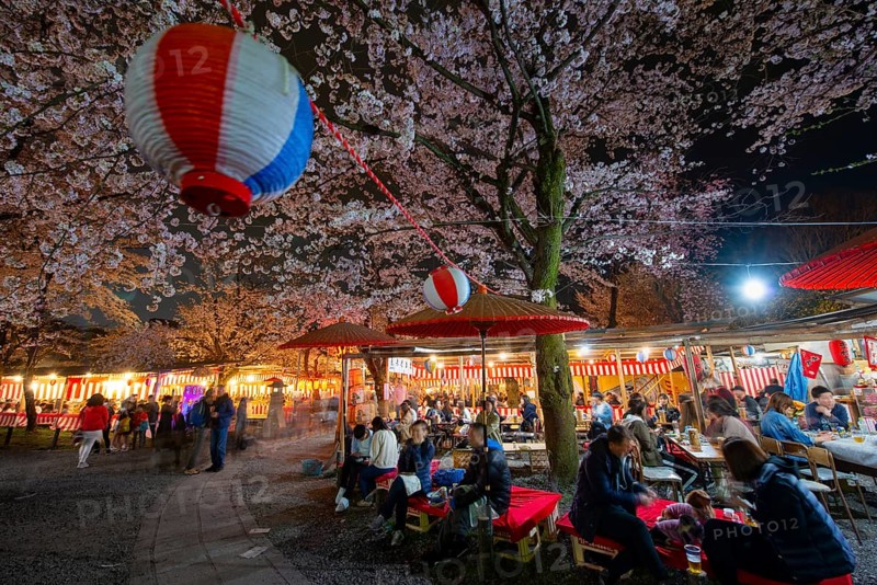 Visitors and food stalls among illuminated blooming cherry trees at Cherry Blossom Festival, Hanami, at night, Hirano Shrine, Kyoto, Japan