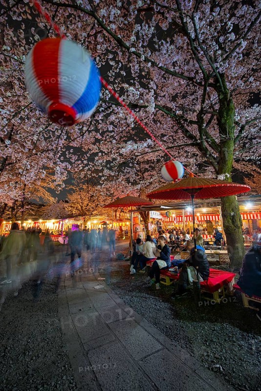 Visitors and food stalls among illuminated blooming cherry trees at Cherry Blossom Festival, Hanami, at night, Hirano Shrine, Kyoto, Japan