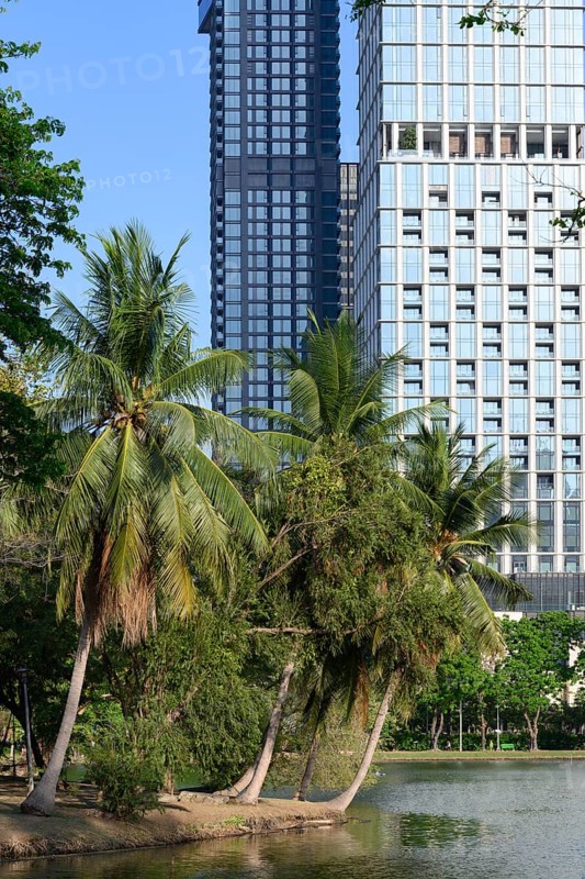 A rare urban green space with palm trees in the city centre, high rise modern buildings surrounding Lumphini Park, Bangkok