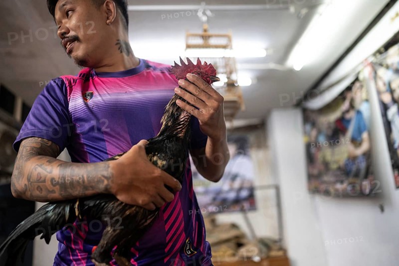 Bangkok, Thailand. February 25th 2025. A local Thai man from the Khlong Toei neighborhood in Bangkok prepares a fighting cock for an upcoming cockfighting tournament, Thailand