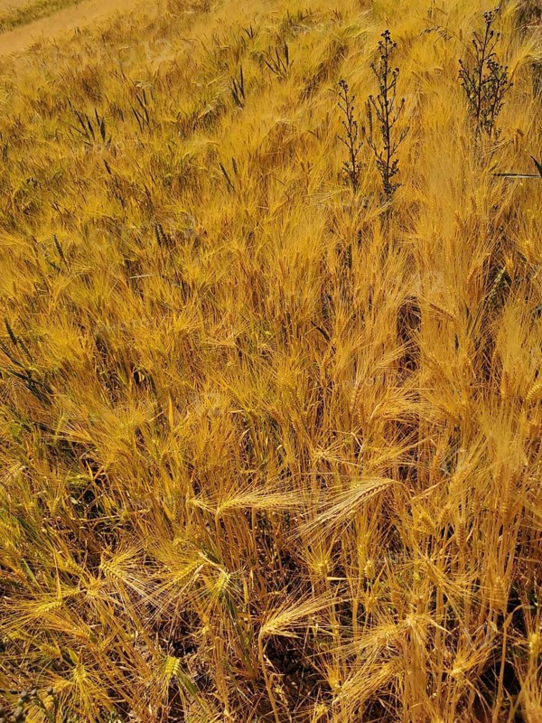 Wide field with dense, golden yellow wheat plants (triticum) summer atmosphere, Franconian Forest nature park Park