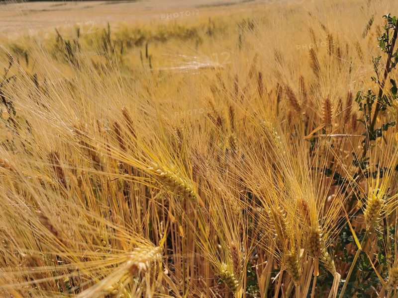 Densely overgrown wheat field (triticum) with golden yellow ears, summer landscape, Franconian Forest nature park Park