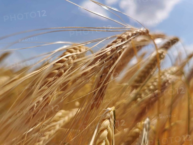 Close-up of golden yellow ears of wheat (triticum) under a blue sky, summer feeling in nature, Franconian Forest nature park Park