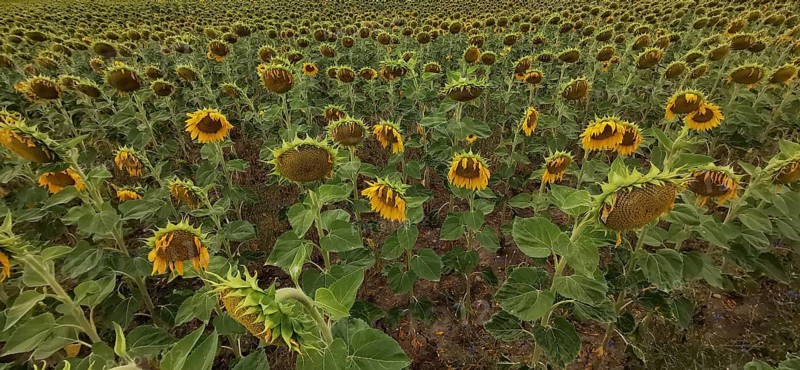 Wide landscape with blooming sunflowers, summery atmosphere, Franconian Forest nature park Park