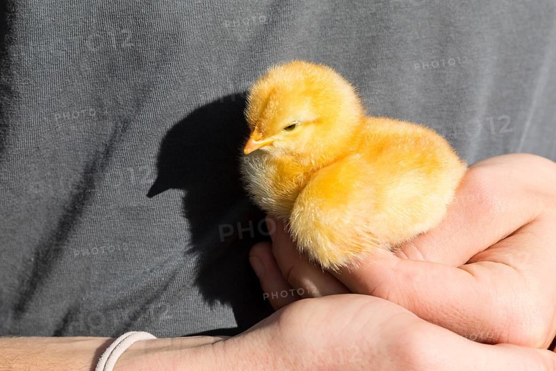 A yellow chicken chick (Gallus gallus domesticus) in the hand