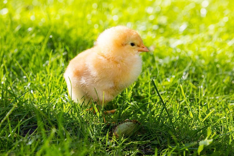 Chicks of domestic fowl (Gallus gallus domesticus) in the meadow