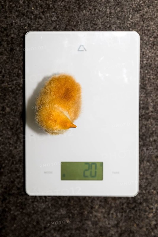 Chick of domestic fowl (Gallus gallus domesticus) on a scale, weight 20g