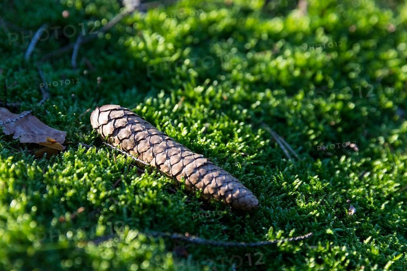 Cones in soft moss on forest soil, Dippoldiswalder Heide, Saxony, Germany