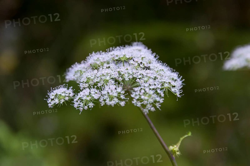 Inflorescence of Angelica sylvestris (Angelica sylvestris)