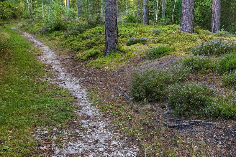 Small forest path lined with heather (Erika) and blueberries (Vaccinium), Dippoldiswalder Heide, Saxony, Germany