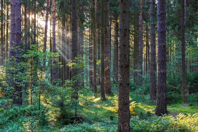 Sunbeams in the forest, coniferous forest with light fog in the morning, Dippoldiswalder Heide, Rabenau, Saxony, Germany