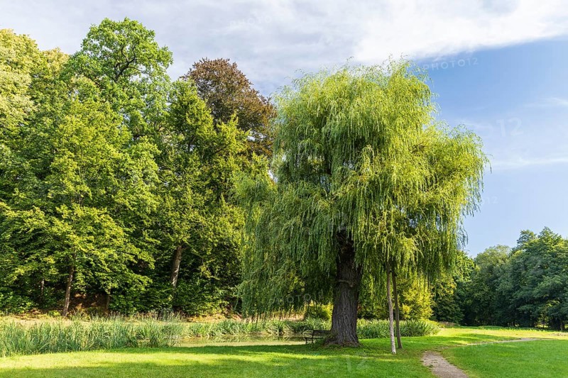 Old tree, Babylon willow (Salix babylonica) in Reinhardtsgrimma Castle Park, Saxony, Germany