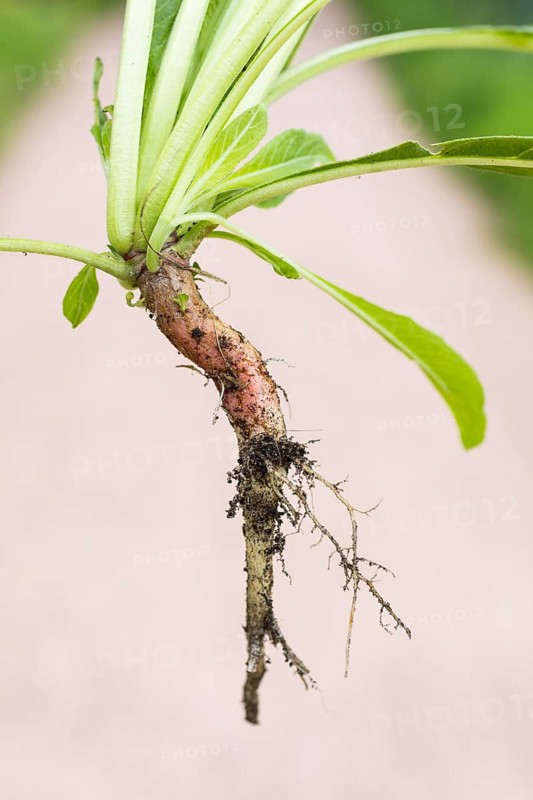 Common evening primrose (Oenothera biennis), taproot