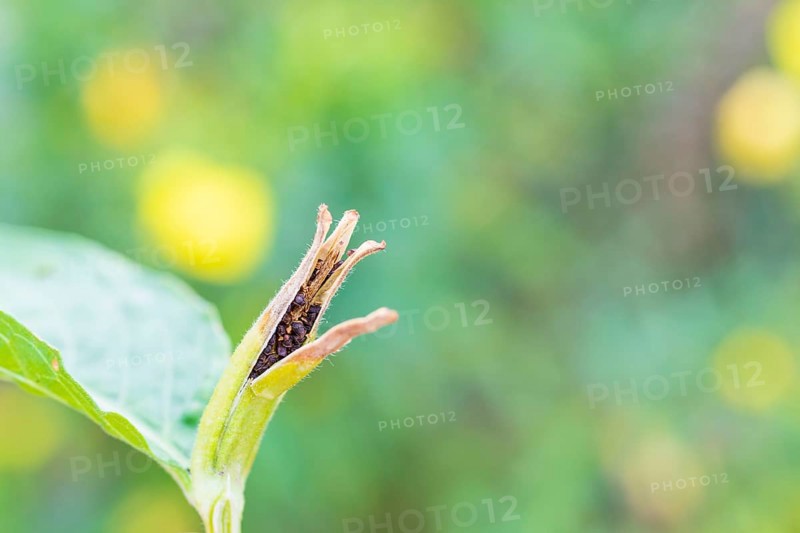Common evening primrose (Oenothera biennis), seeds in the opened seed head