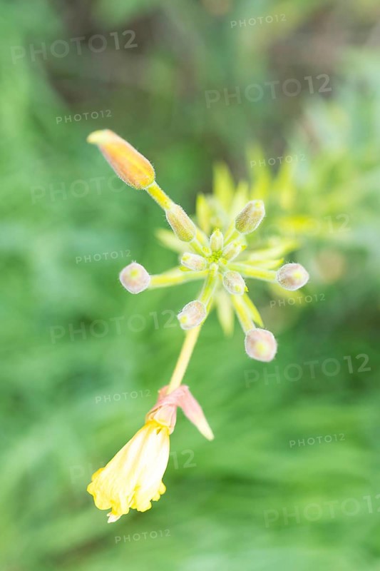 Common evening primrose (Oenothera biennis), inflorescence with buds