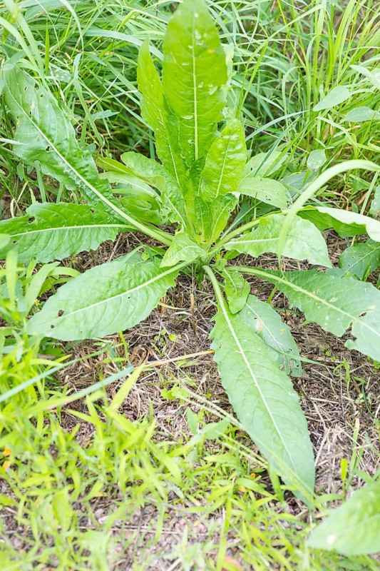 Common evening primrose (Oenothera biennis), rosette of leaves in the first year