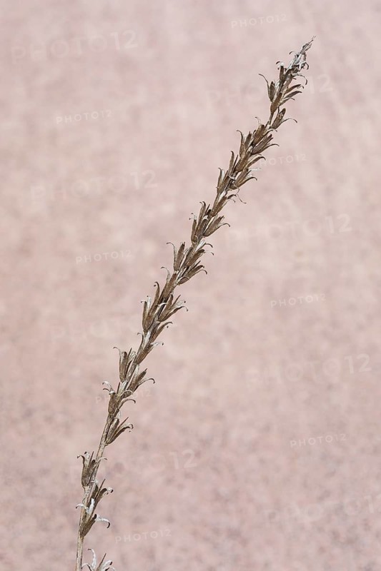 Common evening primrose (Oenothera biennis), inflorescence