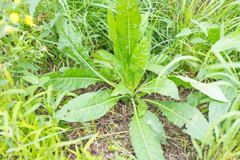 Common evening primrose (Oenothera biennis), rosette of leaves in the first year