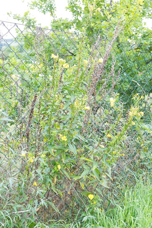 Common evening primrose (Oenothera biennis) on a wire mesh fence with faded and flowering plant parts