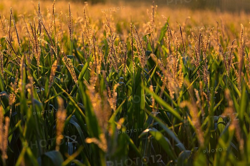 Corn (Zea mays) in the warm morning light on a corn field, Bannewitz, Saxony, Germany